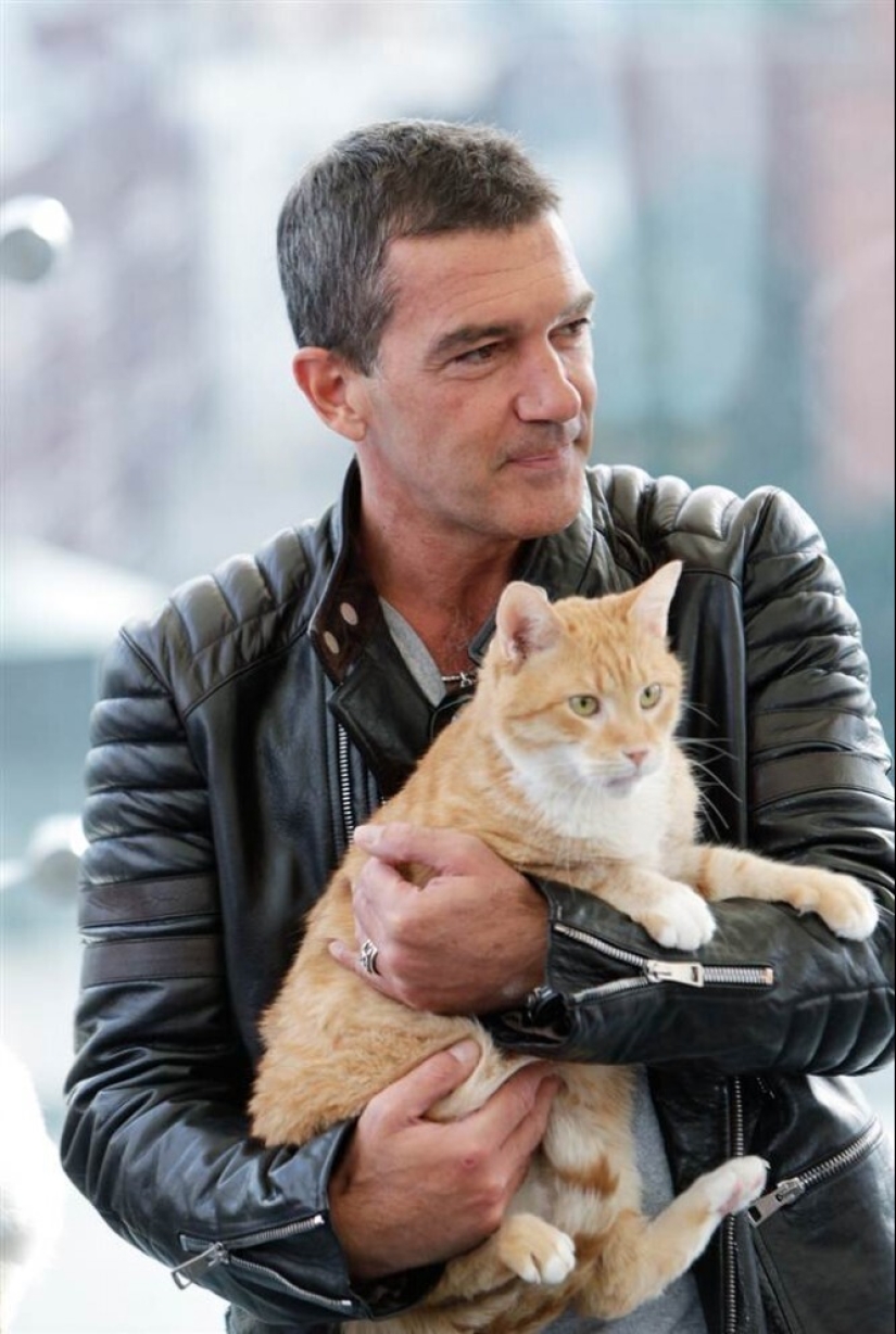 30 celebridades que aman a los gatos