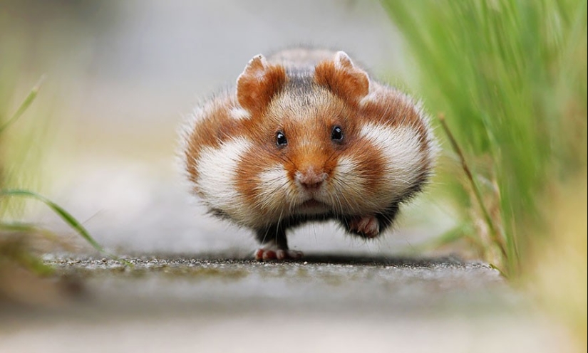 30 cute hamsters-mimimi rolls over!