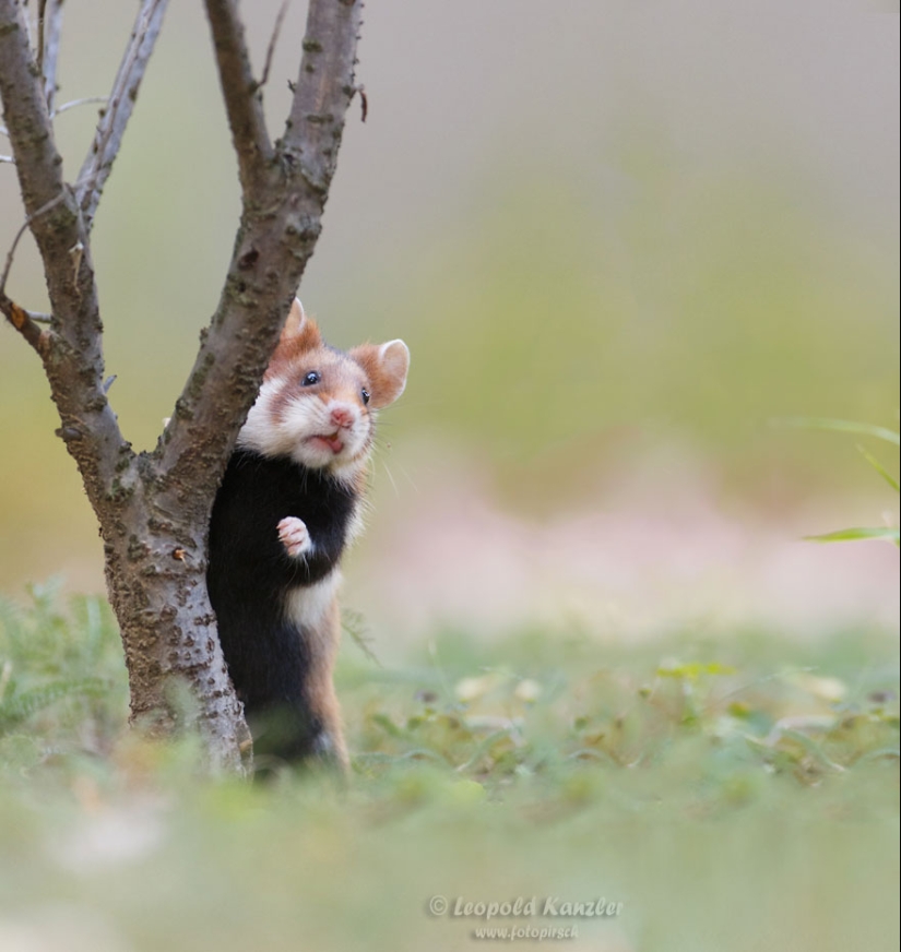 30 cute hamsters-mimimi rolls over!