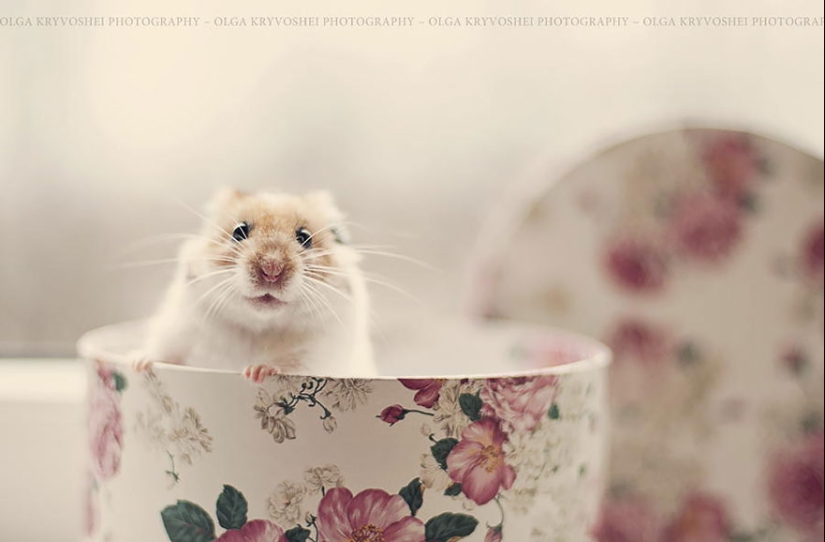 30 cute hamsters-mimimi rolls over!