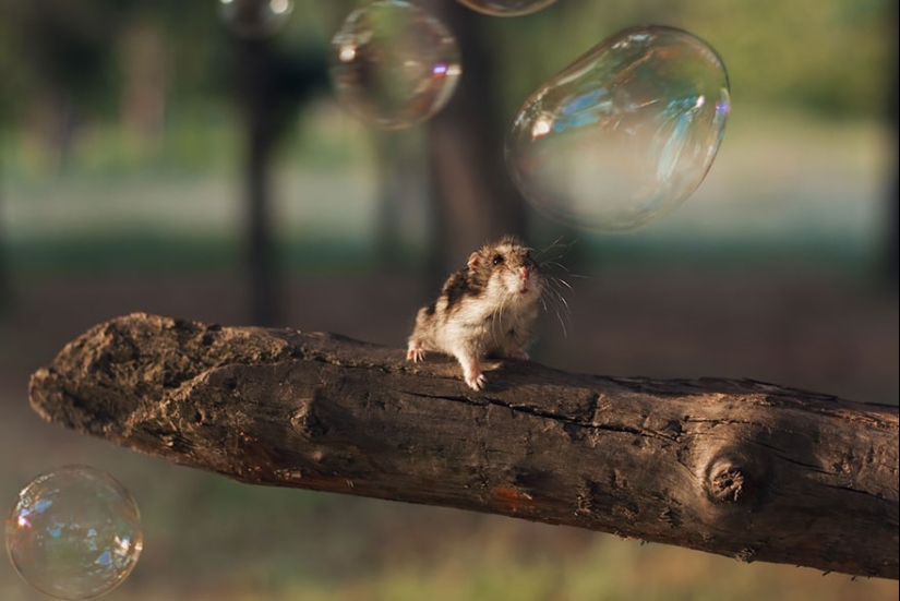 30 cute hamsters-mimimi rolls over!