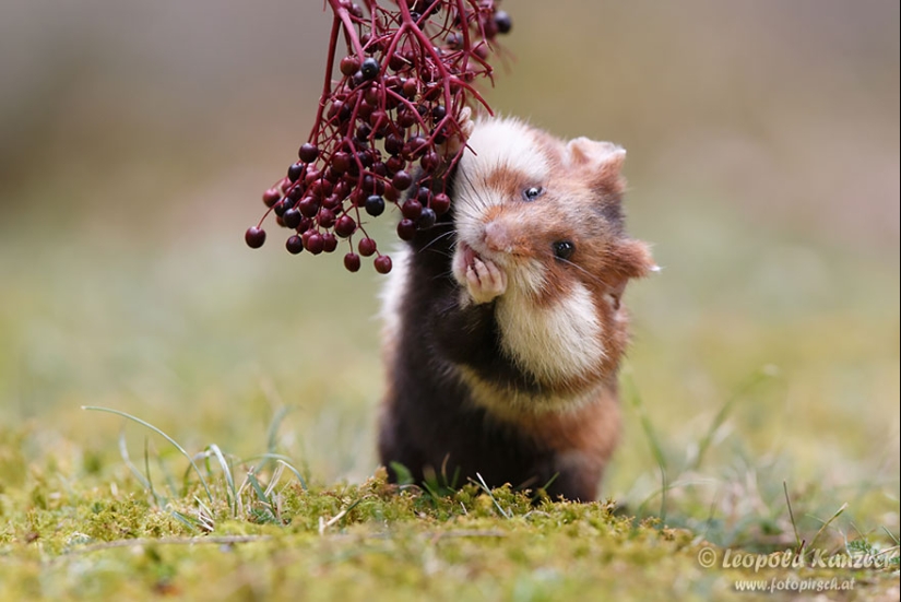 30 cute hamsters-mimimi rolls over!