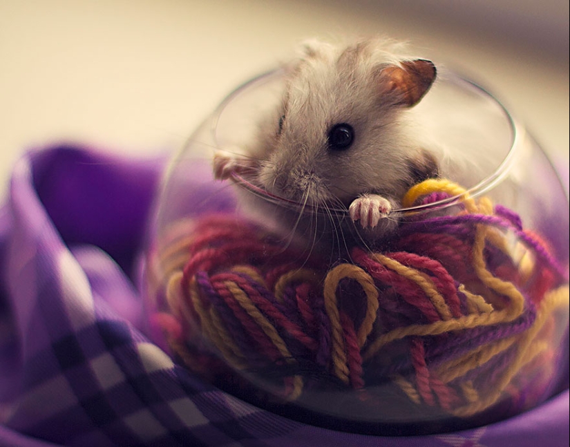 30 cute hamsters-mimimi rolls over!