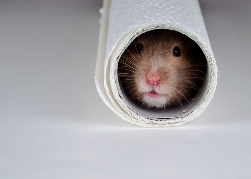 30 cute hamsters-mimimi rolls over!