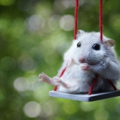 30 cute hamsters-mimimi rolls over!