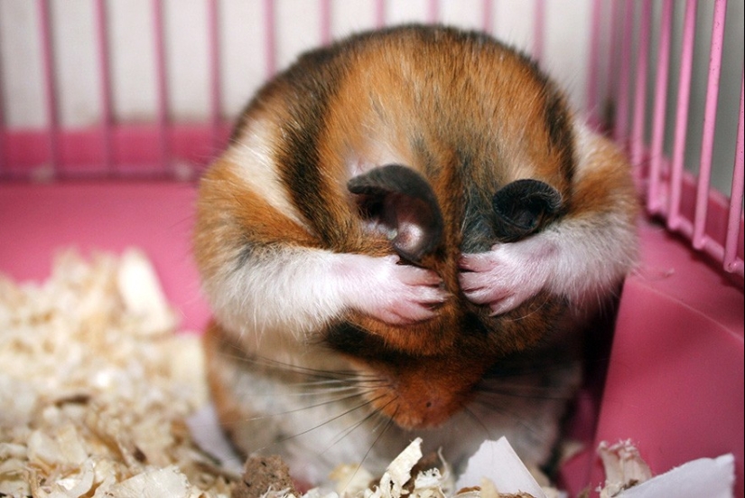 30 cute hamsters-mimimi rolls over!