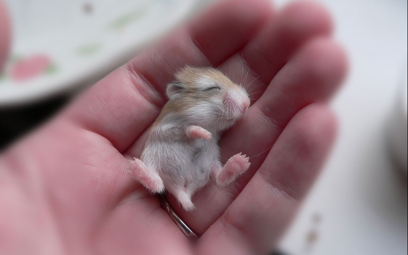 30 cute hamsters-mimimi rolls over!