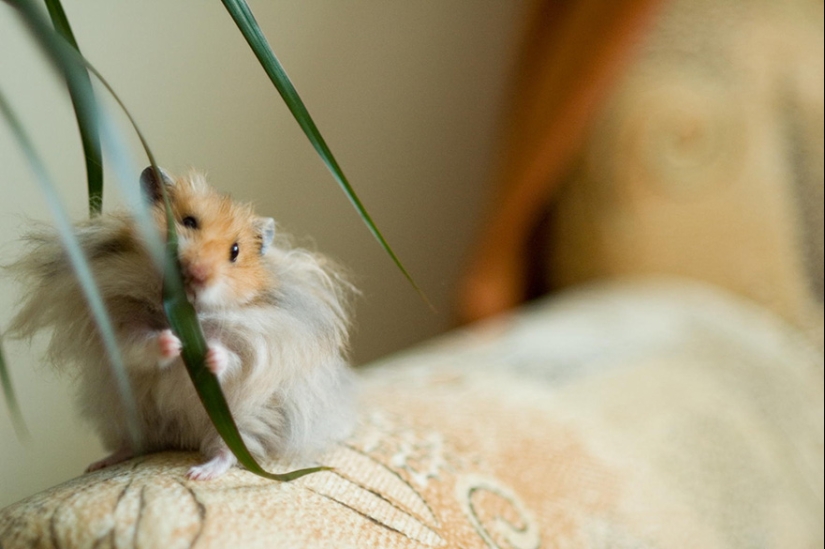 30 cute hamsters-mimimi rolls over!