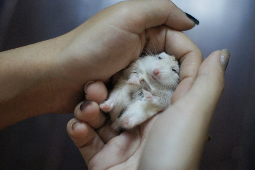 30 cute hamsters-mimimi rolls over!