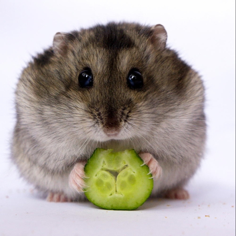 30 cute hamsters-mimimi rolls over!