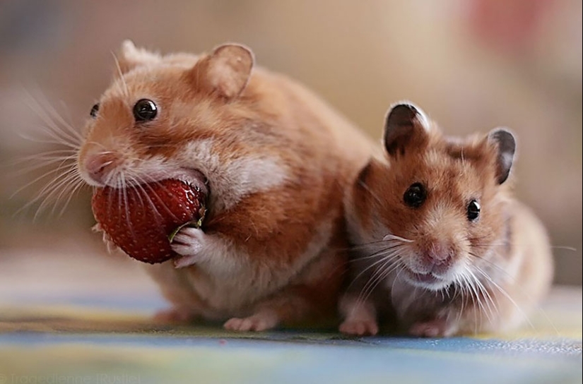 30 cute hamsters-mimimi rolls over!