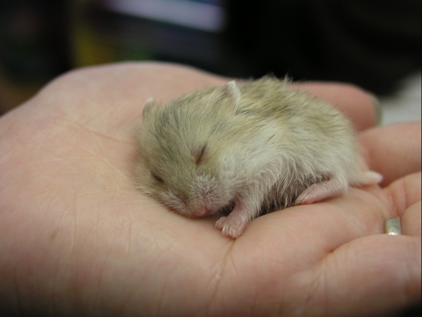 30 cute hamsters-mimimi rolls over!