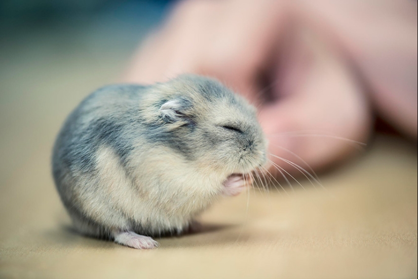 30 cute hamsters-mimimi rolls over!