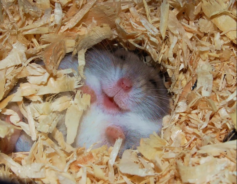 30 cute hamsters-mimimi rolls over!