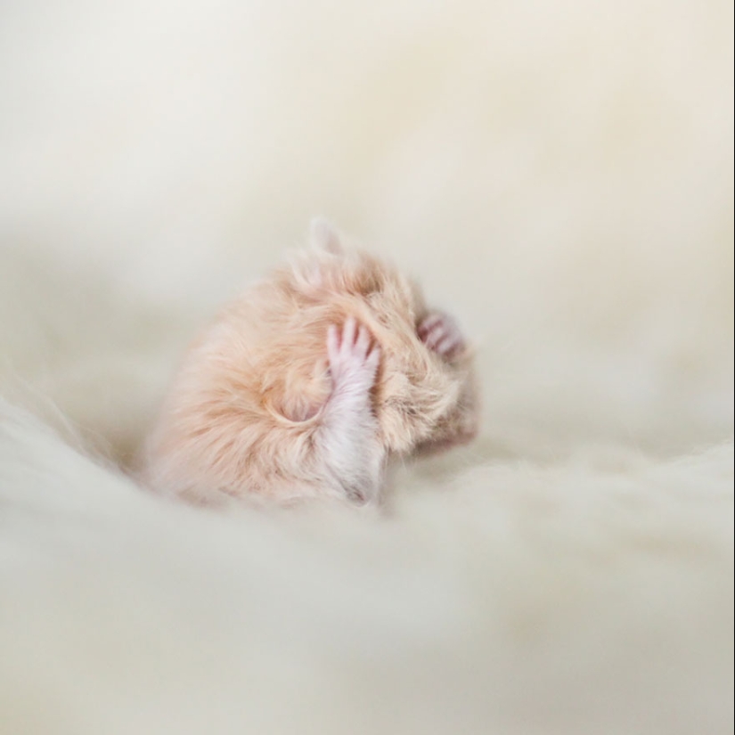 30 cute hamsters-mimimi rolls over!