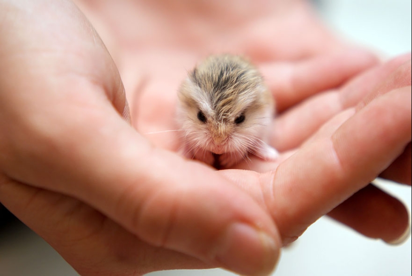 30 cute hamsters-mimimi rolls over!