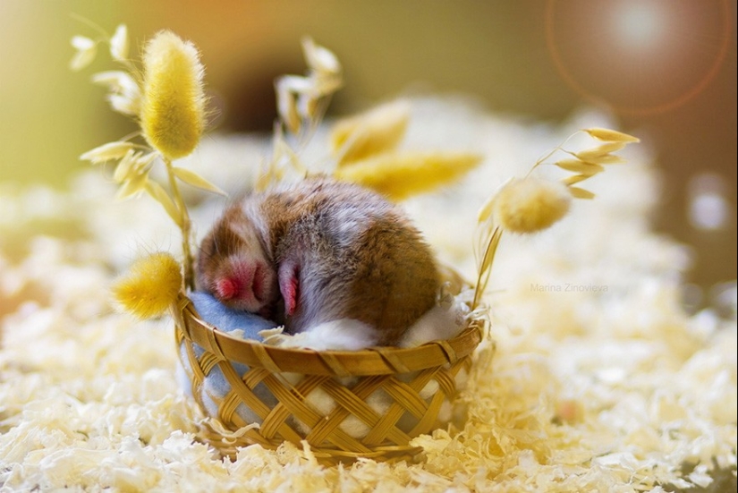 30 cute hamsters-mimimi rolls over!