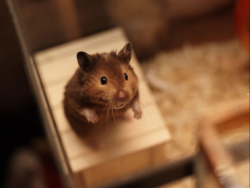 30 cute hamsters-mimimi rolls over!