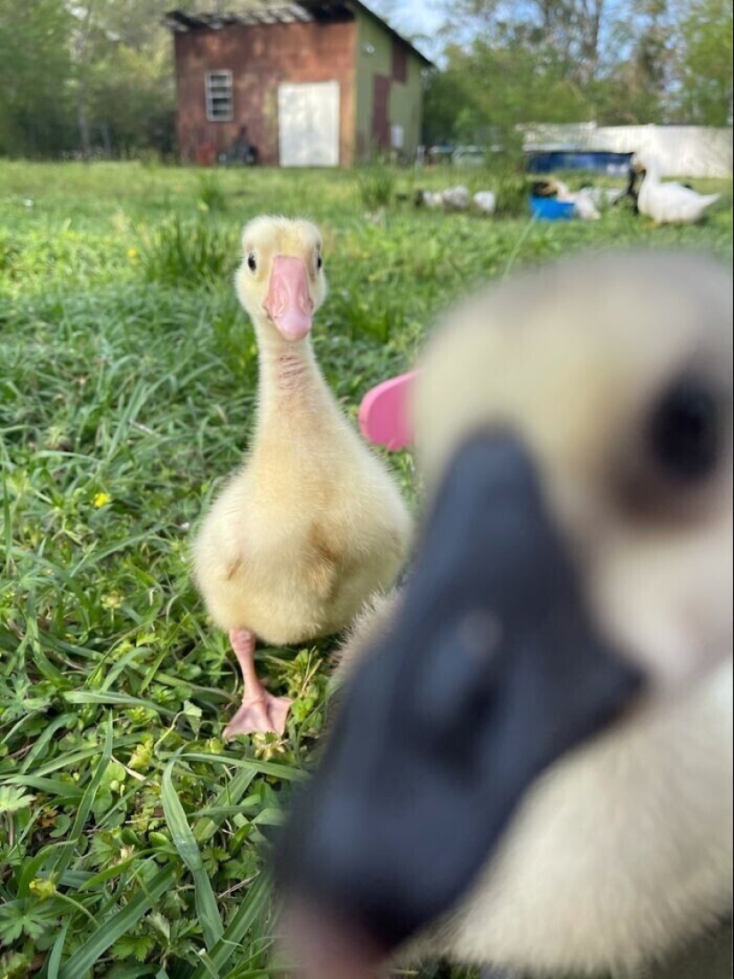 30 cute pets who have mastered the art of selfies