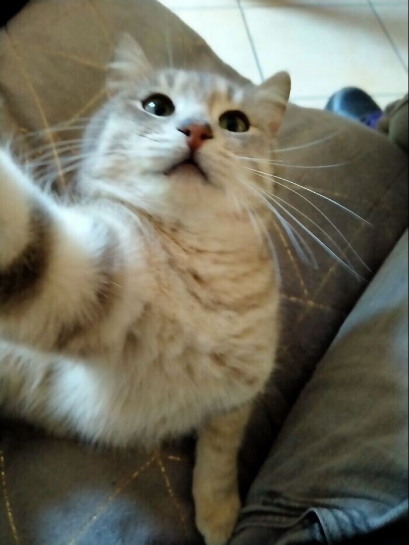 30 cute pets who have mastered the art of selfies