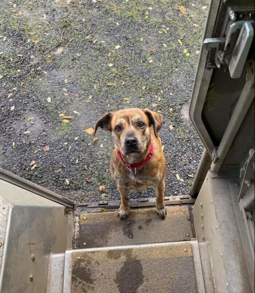 30 cute photos about the love of dogs for couriers