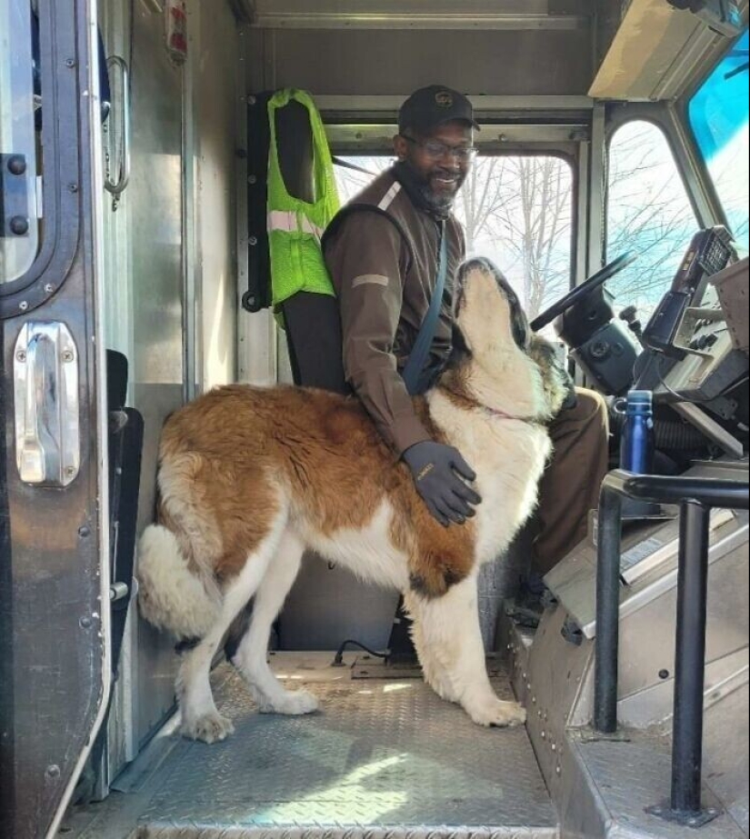 30 cute photos about the love of dogs for couriers