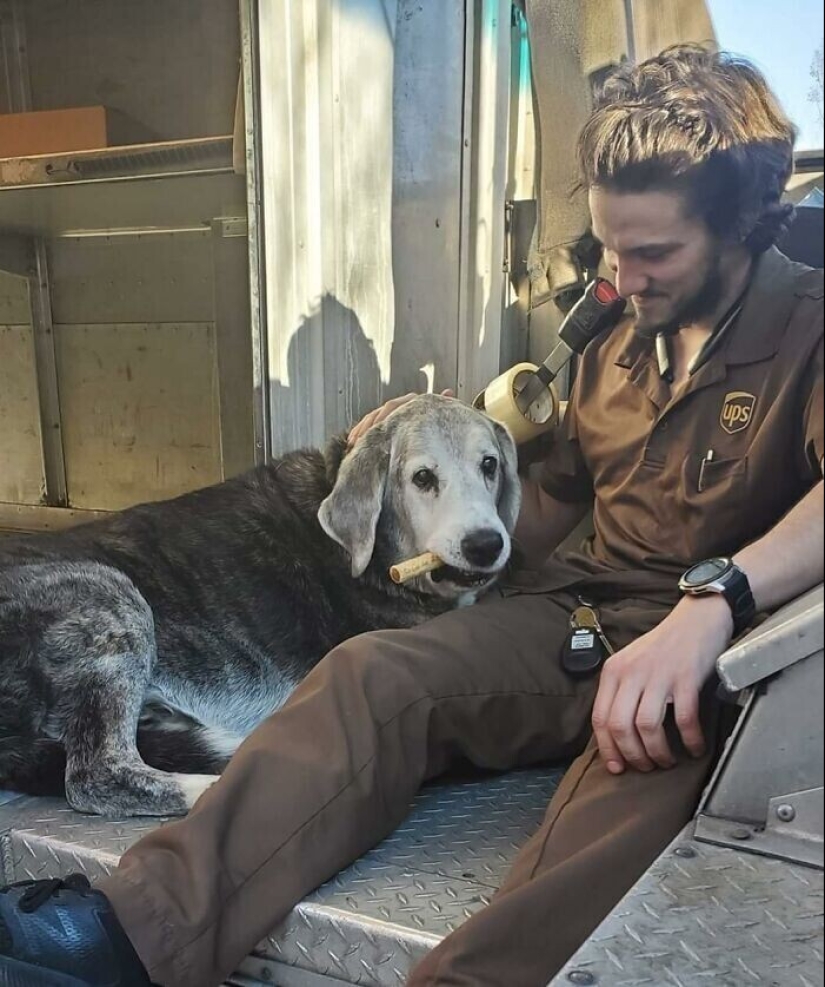 30 cute photos about the love of dogs for couriers