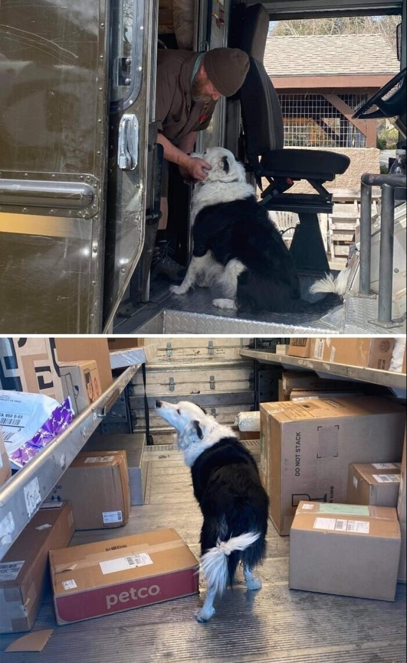 30 cute photos about the love of dogs for couriers