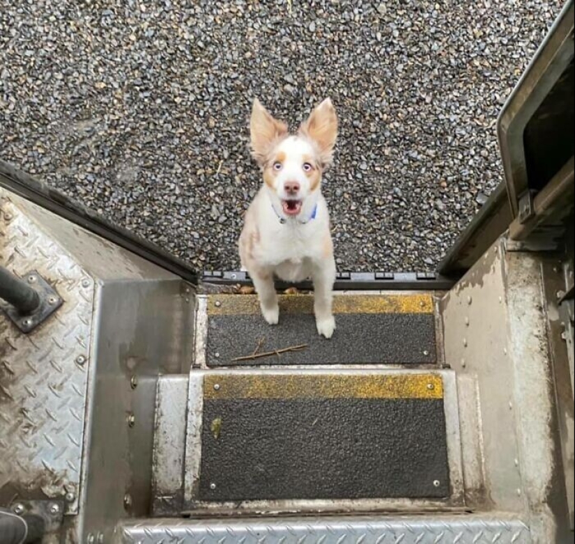 30 cute photos about the love of dogs for couriers