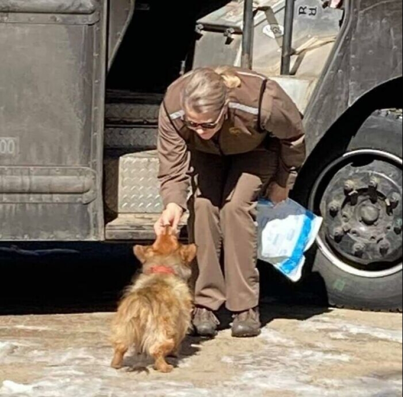 30 cute photos about the love of dogs for couriers