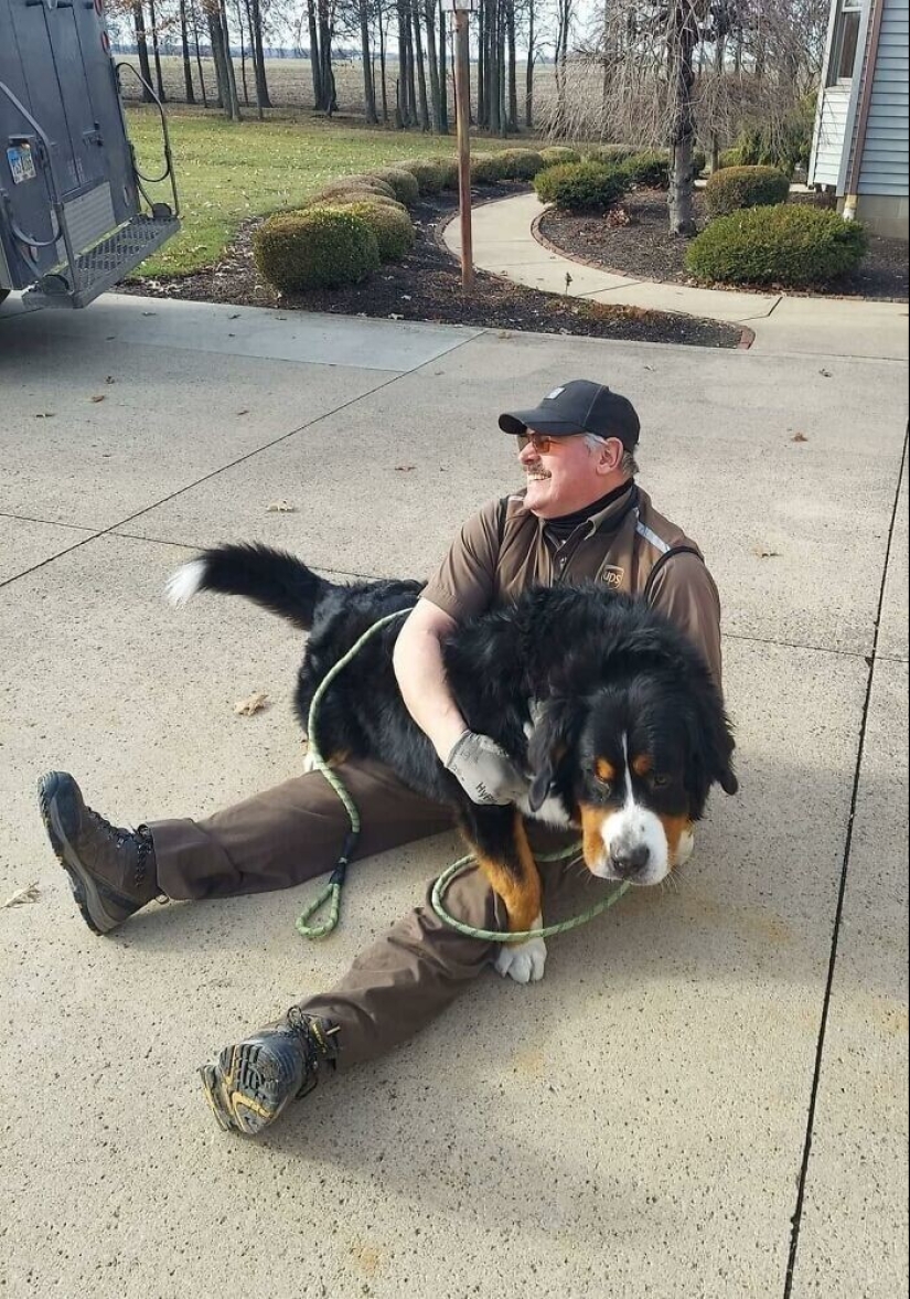 30 cute photos about the love of dogs for couriers