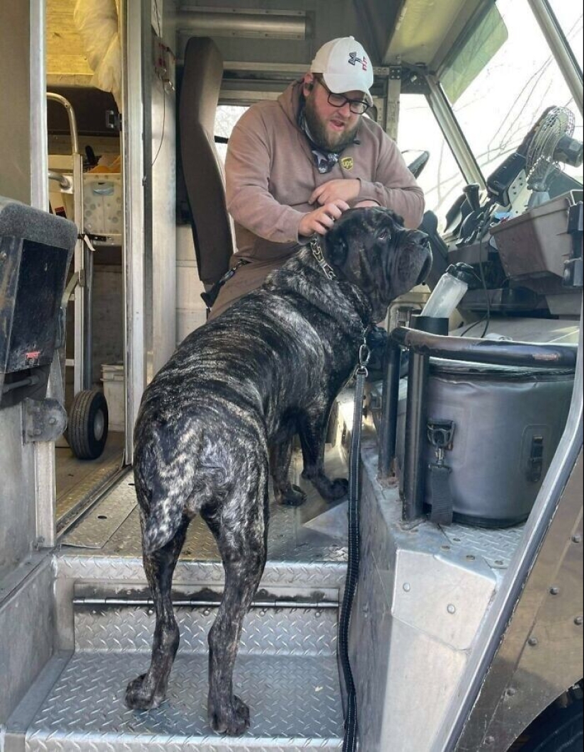 30 cute photos about the love of dogs for couriers