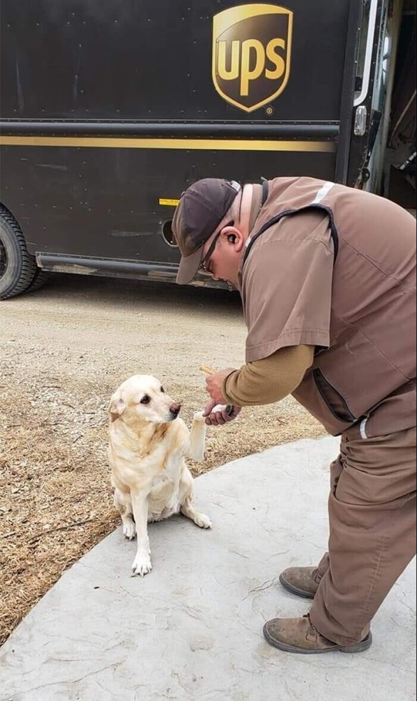 30 cute photos about the love of dogs for couriers