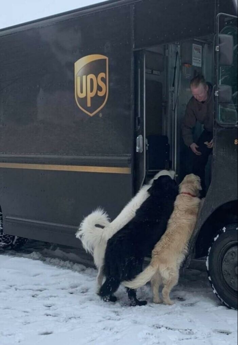 30 cute photos about the love of dogs for couriers