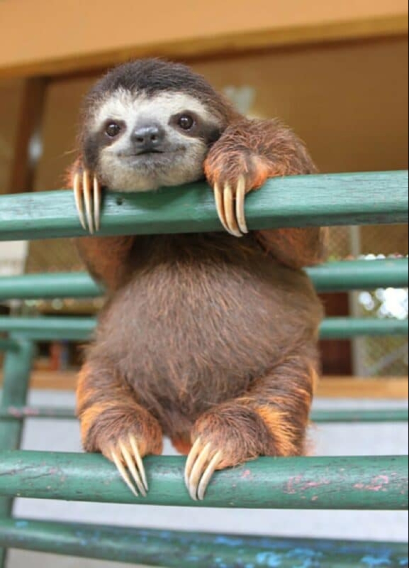 30 cute photos of sloths that will charge the mood