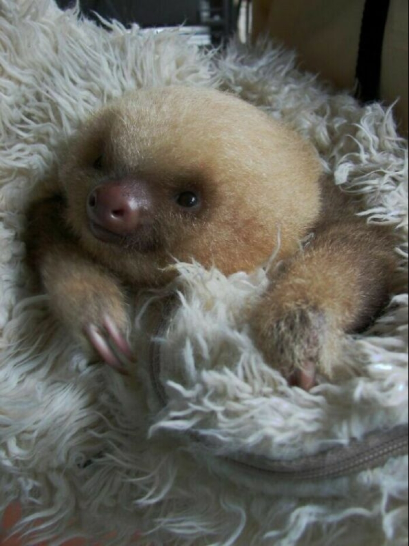 30 cute photos of sloths that will charge the mood