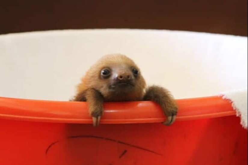 30 cute photos of sloths that will charge the mood