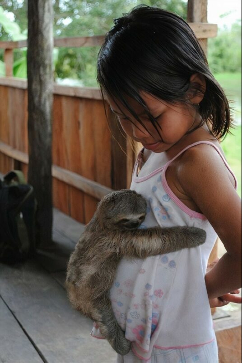 30 cute photos of sloths that will charge the mood