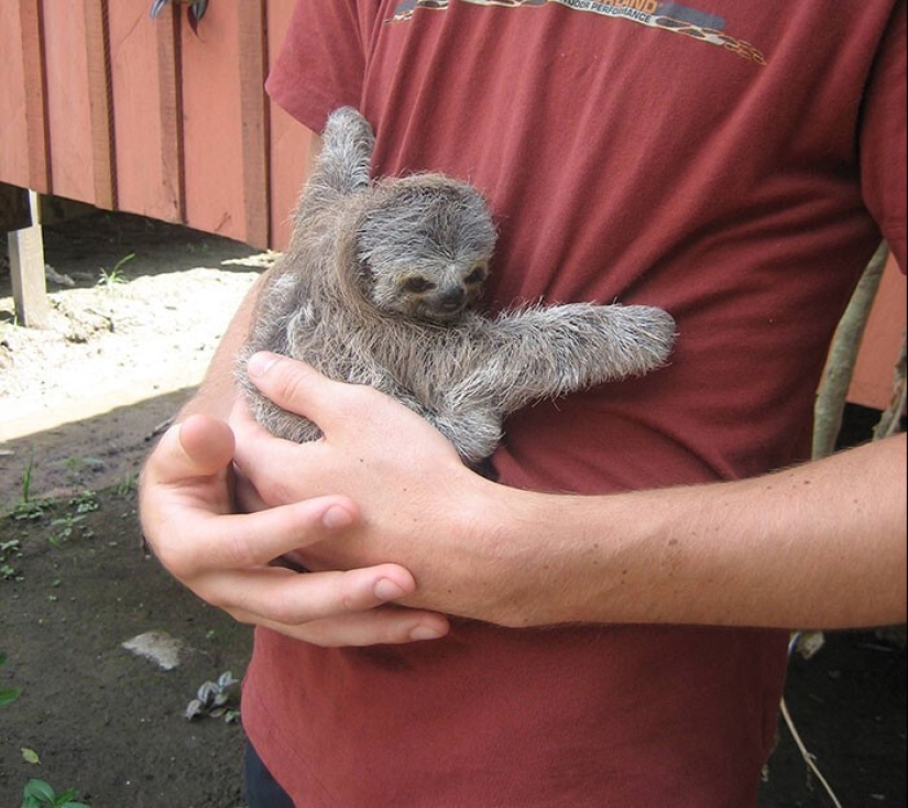 30 cute photos of sloths that will charge the mood