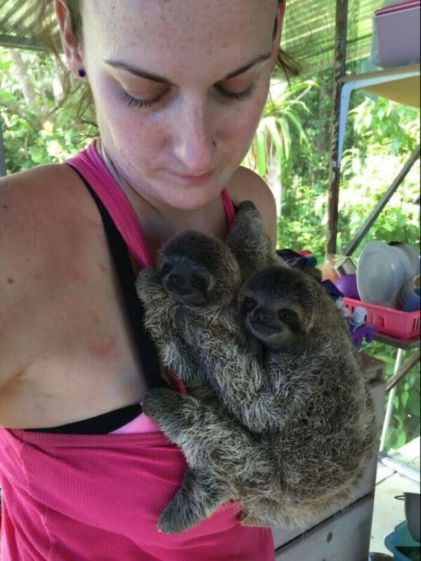 30 cute photos of sloths that will charge the mood