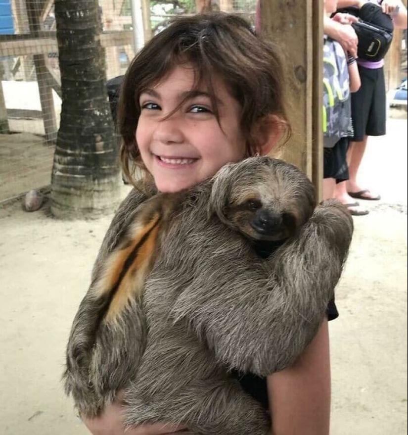 30 cute photos of sloths that will charge the mood