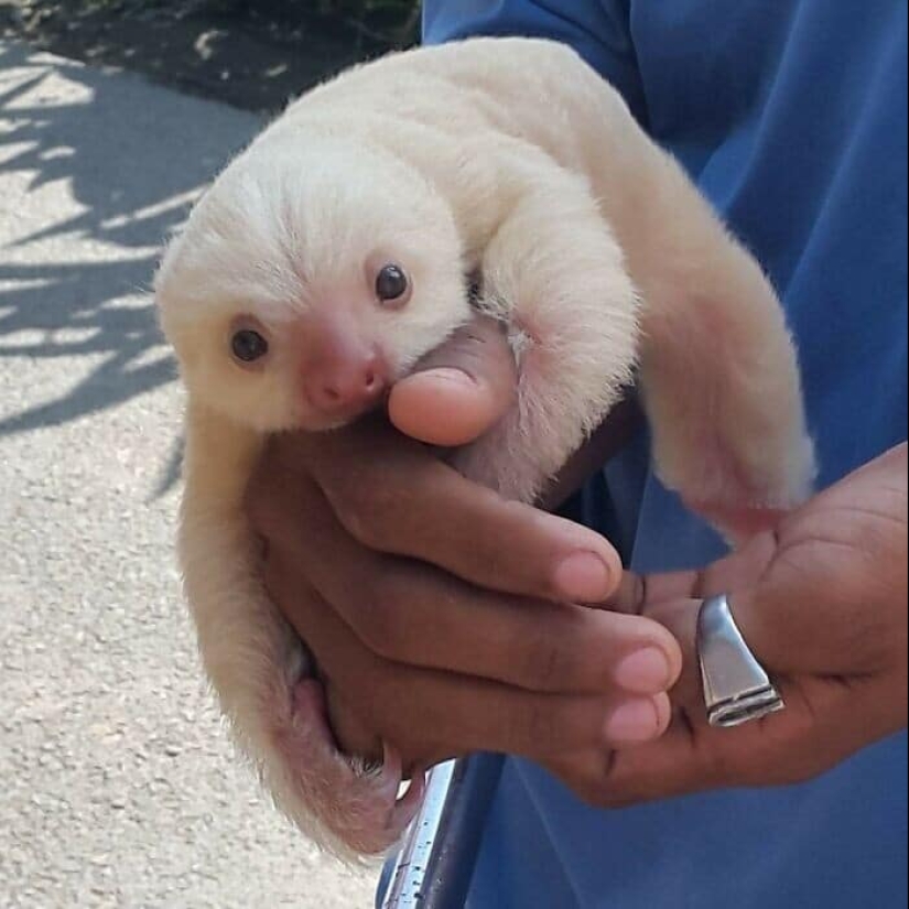 30 cute photos of sloths that will charge the mood