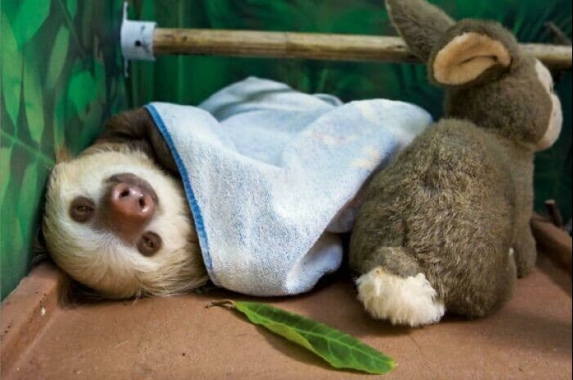 30 cute photos of sloths that will charge the mood