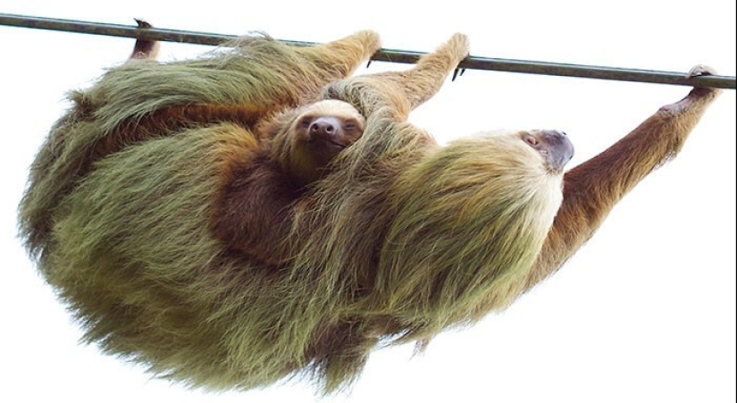 30 cute photos of sloths that will charge the mood