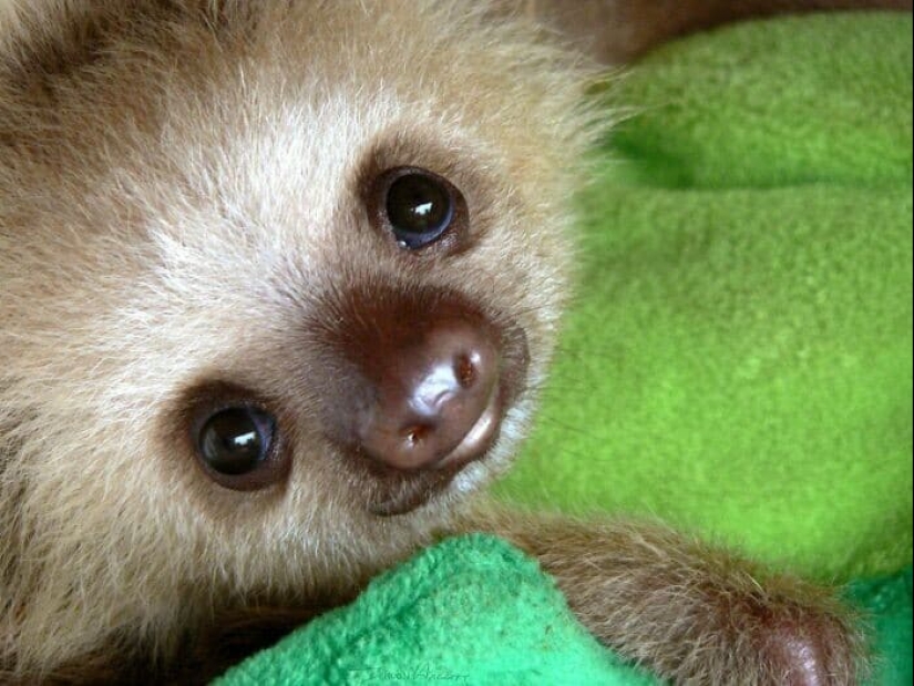 30 cute photos of sloths that will charge the mood