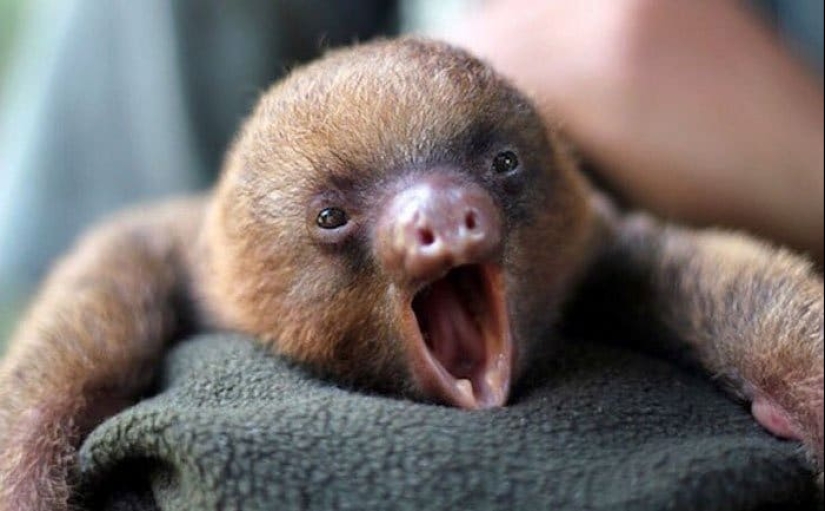 30 cute photos of sloths that will charge the mood