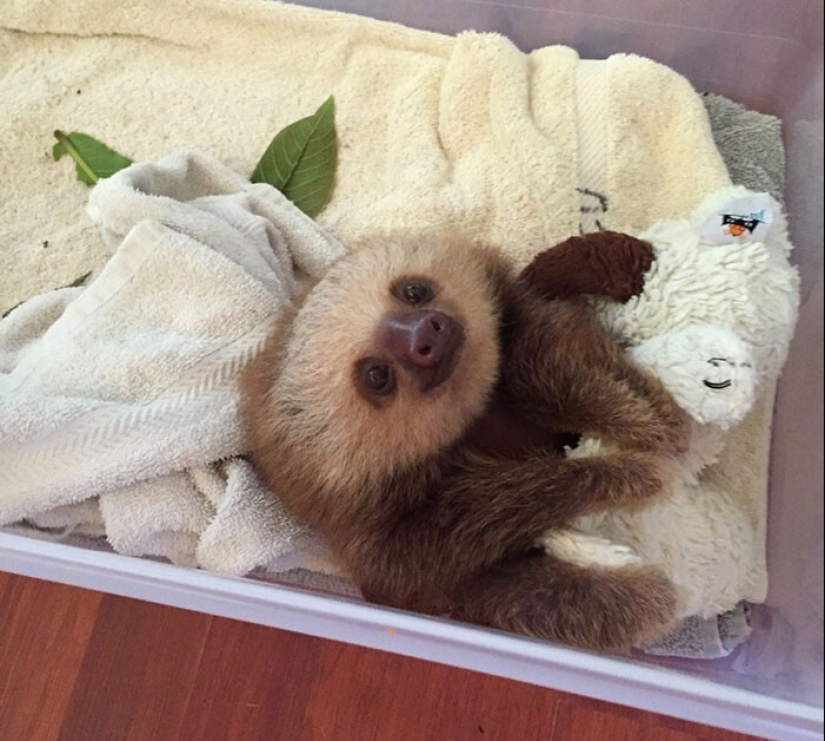 30 cute photos of sloths that will charge the mood