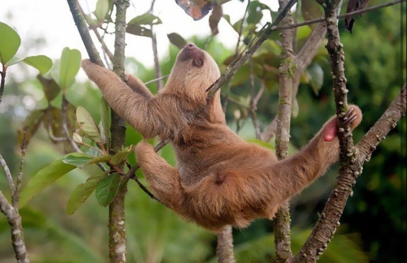 30 cute photos of sloths that will charge the mood