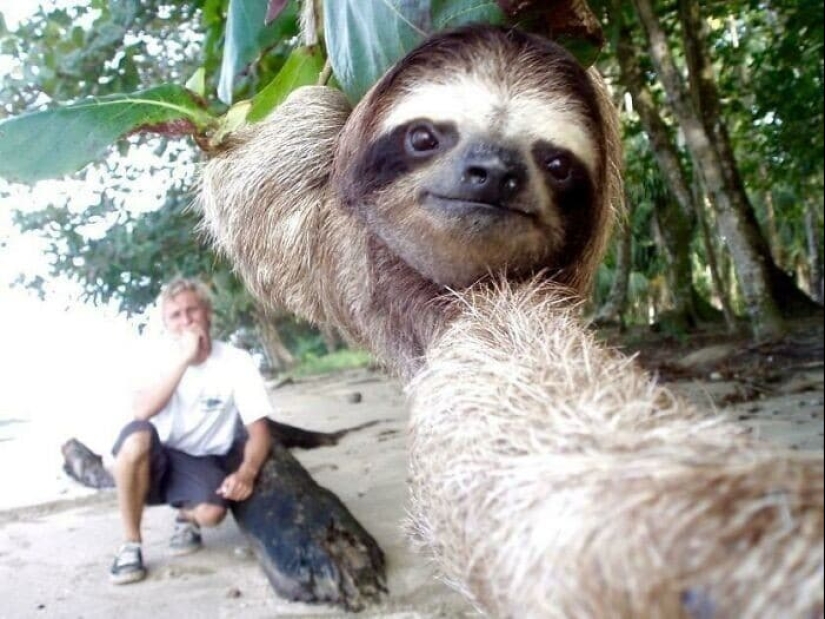 30 cute photos of sloths that will charge the mood