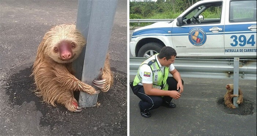 30 cute photos of sloths that will charge the mood